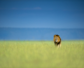Scenic Lion
