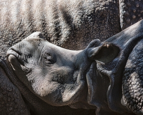 Baby Rhino