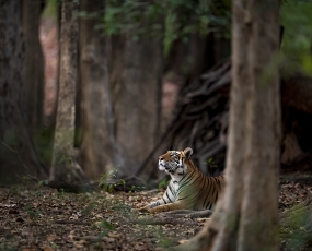 Dreaming Tiger