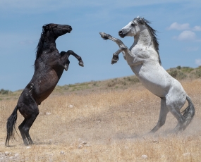 Wild Horse Duel
