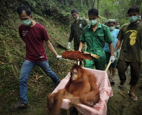 Saving Orangutans 5