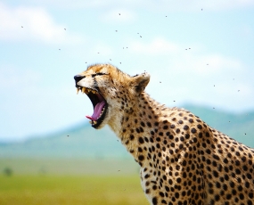 Cheetah Yawn 