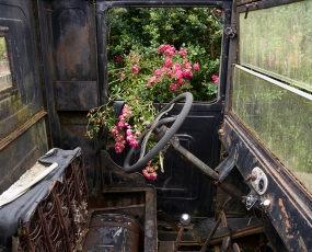 Rust and roses