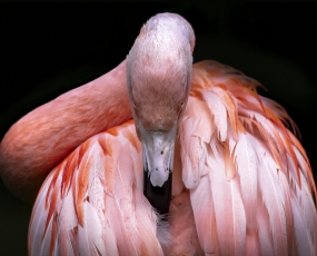 Glaring Flamingo