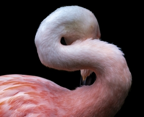 Flamingo Neck