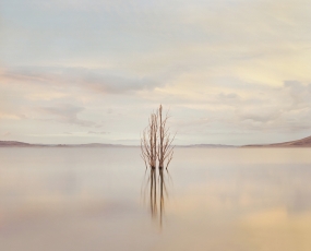 Lone Tree, Lake Eucembene, NSW