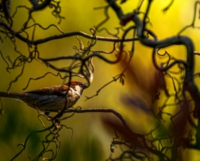 Italian sparrow (Passer italiae)