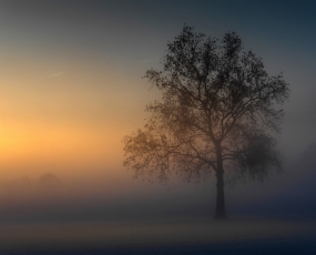 A single tree in a cold winter morning (December 2020, Milan, Nothern Italy)
