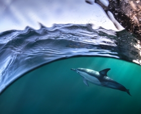 Arion and the Dolphin