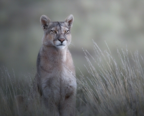 Chile the cougar is on the prowl