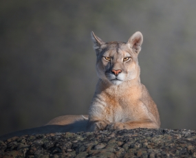 Royal portrait of a cougar