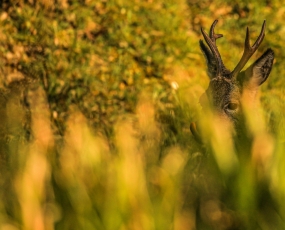 A roe buck hiding through the grass