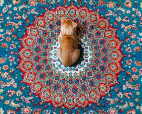 Personal Cat Carpet