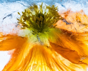 Flowers in crystal clear ice