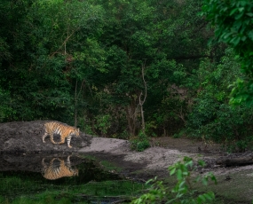 Tiger in Habitat