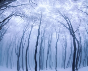 Forest Fairytales