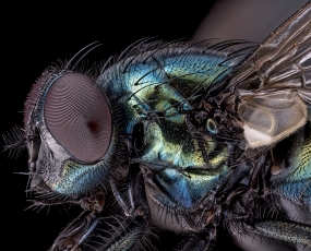 Common green bottle fly (Lucilia sericata)