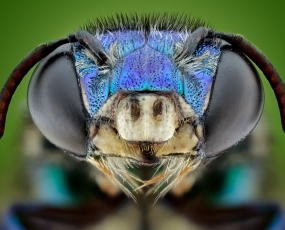 Euglossa Tropical Bee