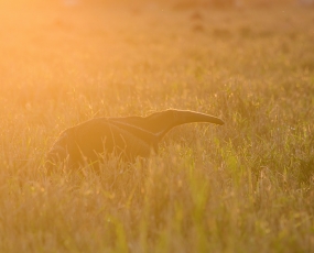 Giant Anteater at Sunset