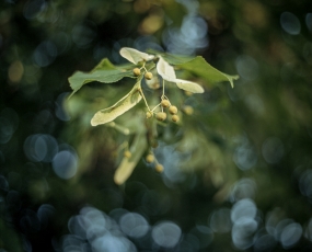 Summer Swirl