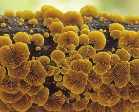 Fungus Horizon