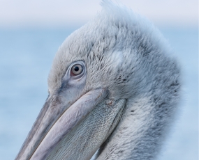 Juvenile Pelican