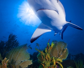 Carribean reef shark