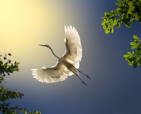 Wings of Peace
